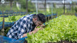 © SpaceOak - Organic Farmer Inspecting Lettuce and Soil Condition