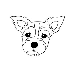 Wall Mural - vector isolated simple dog portrait lapdog yorkshire terrier breed tattoo colorless black and white 