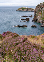 Wall Mural - Views around South Stack lighthouse with the heather blooming