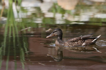 A wild duck swims on the water in a swamp