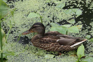 A wild duck swims on the water in a swamp