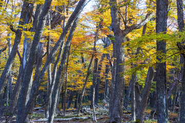 Canvas Print - Autumn forest