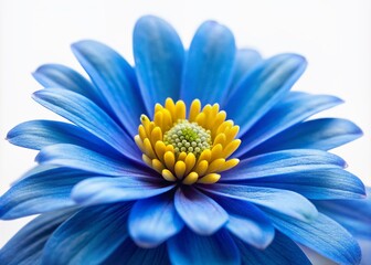 Wall Mural - Vibrant blue flower with delicate petals and bright yellow stamens at center, softly focused with shallow depth of field, isolated on white background.