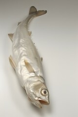 Wall Mural - Fresh Fish on White Background