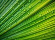 © Man888 - Vibrant green palm leaf with intricate veins and natural texture, adorned with glistening water droplets, evoking serenity and tropical tranquility in a macro shot.