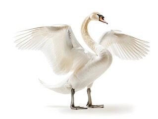 Sticker - Graceful Swan with Folded Wings on Pristine White Background