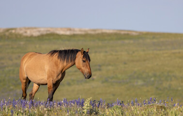 Wall Mural - Wild Horse in the Pryor Mountains Montana in Summer