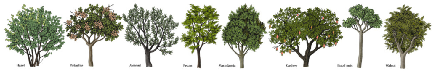 Vector set of hand drawn nut trees