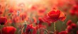 © StockKing - Sunny day poppy field image with red blooms. Selective focus on vibrant poppies in soft light, resembling natural drugs. Solitary red blossom in blurred soft focus with copy space image.