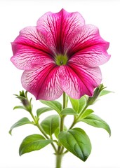 Poster - Petunia flower isolated on white background