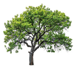 Poster - [Transparent Background PNG]Isolated Green Tree on White Background