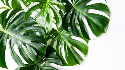 Poster - Green Monstera Leaves on White Background