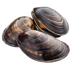 Wall Mural - [Transparent Background PNG]Fresh mussels on white background