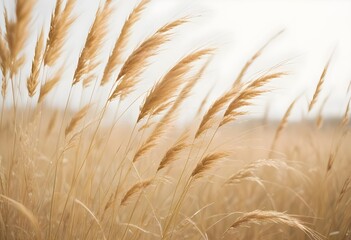 Pampas grass outdoor in light pastel colors. Dry reeds boho style	
