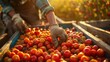 © GulArt - Closeup male farmer hand picking tomatoes on agriculture field
