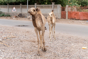 Wall Mural - Camel walking near the village in the Tadjoura, Djibouti