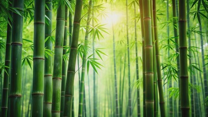 Wall Mural - Green bamboo wallpaper in a nature background with a beautiful bamboo forest , bamboo, green, wallpaper, nature, background