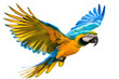 © David Kreuzberg - colorful flying parrot isolated on white or transparent png