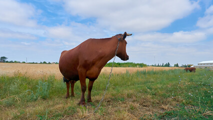 cow grazing in a field on a farm