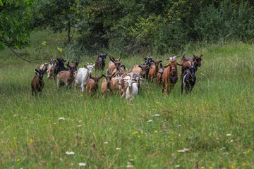 Wall Mural - Goats in the mountains