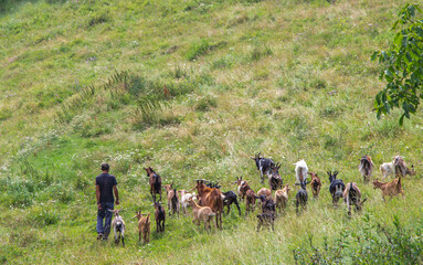 Wall Mural - Herd of goats in the Apuseni mountains