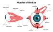 © Oksana - Muscles of the eye diagram medical infographic