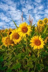 Wall Mural - Sunflowers mixed  with corn stalks in a field near Jefferson, Oregon.