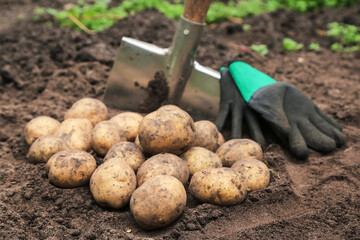 Wall Mural - Organic potato harvest close up. Freshly harvested yellow potatoes with shovel on soil, ground in farm garden