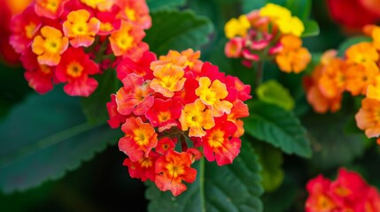 Poster - Bright red and yellow Lantana flowers in full bloom