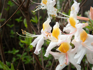 White flower in the daylight