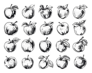 Wall Mural - Apples Crisp Contours Engraved Icons Set White Background Vintage Style Fruit Illustrations Graphic Design Elements Classic Apple Varieties Sketchy Outline Drawings