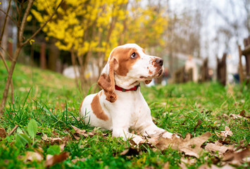 Wall Mural -  A young English cocker spaniel dog lies in the park. The dog lifted his head up. Training. The photo is horizontal and blurry