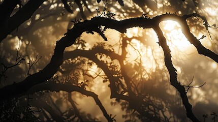 Wall Mural - Misty background with silhouettes of ancient tree branches at sunset