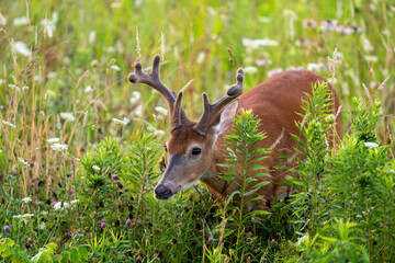 Sticker - White-tailed deer buck in an open meadow