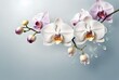 © Peredniankina - beautiful orchid white flowers, clean empty space for text