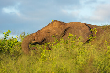 Wall Mural - Elephants in Hluhluwe Imfolozi game reserve Africa, Family of Elephants , Elephants taking a bath in a water poolwith mud, eating green grass. African Elephants in landscape, green Africa