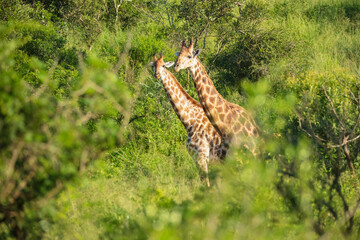 Wall Mural - The giraffe is an African artiodactyl mammal, the tallest living terrestrial animal and the largest ruminant. Kruger National Park South Africa, 6k resolution
