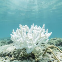 Poster - A white coral is in the ocean