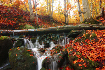 Wall Mural - autumn in forest, fantastic early morning in the forest, Carpathian mountains, Europe	