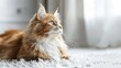© AkuAku - Cat lying on white rug indoors with space for text