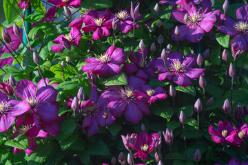 Wall Mural - blooming clematis with green leaves in the garden on a trellis