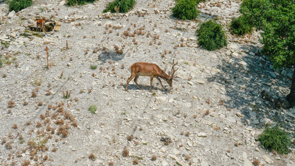 female brown deer mammal animal outdoor doe wildlife green nature grass wild young