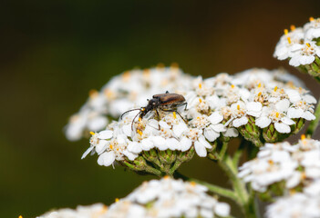 Flower Longhorn Beetle (Acmaeops pratensis) Feeding on White Yarrow Flowers in Colorado