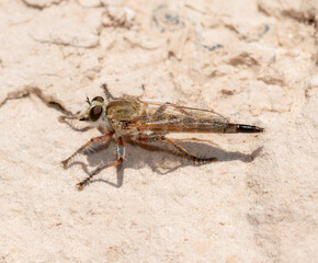 Wall Mural - A Proctacanthella Robber Fly Resting on a Rock in Colorado