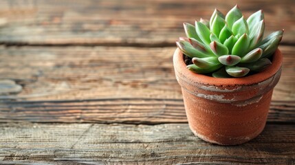 Poster - Potted succulent on wooden table with space for text