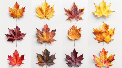 Poster - A collection of autumn maple leaves in various colors, ideal for seasonal decoration or as a background image.