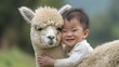 © Daniel - Award-winning wildlife photography,a white alpaca cub stands calmly with a big-eyes ,happy chinese baby