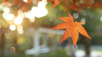 Canvas Print - A leaf is hanging from a tree and the sun is shining on it