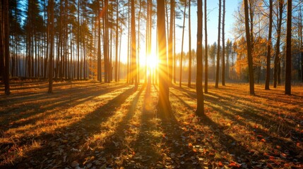 Wall Mural - A forest with trees in the background and a sun in the foreground