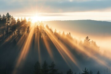 Poster - The sun is shining through the trees, casting a warm glow on the forest